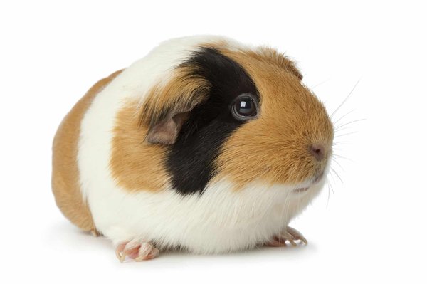 How to Ensure the Emotional Well-being of a Solo Guinea Pig?