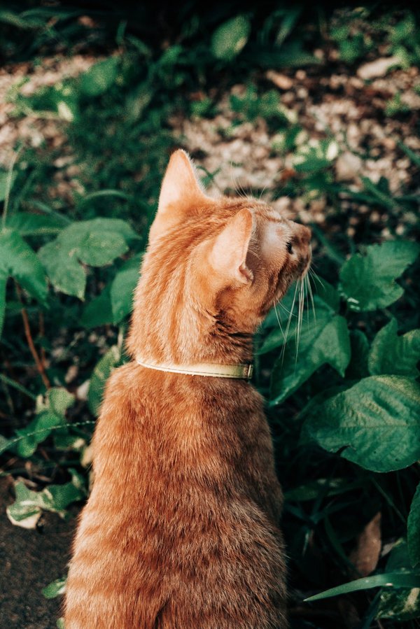 Can Interactive Gardening Activities Improve Cognitive Function in Dementia Care Settings?